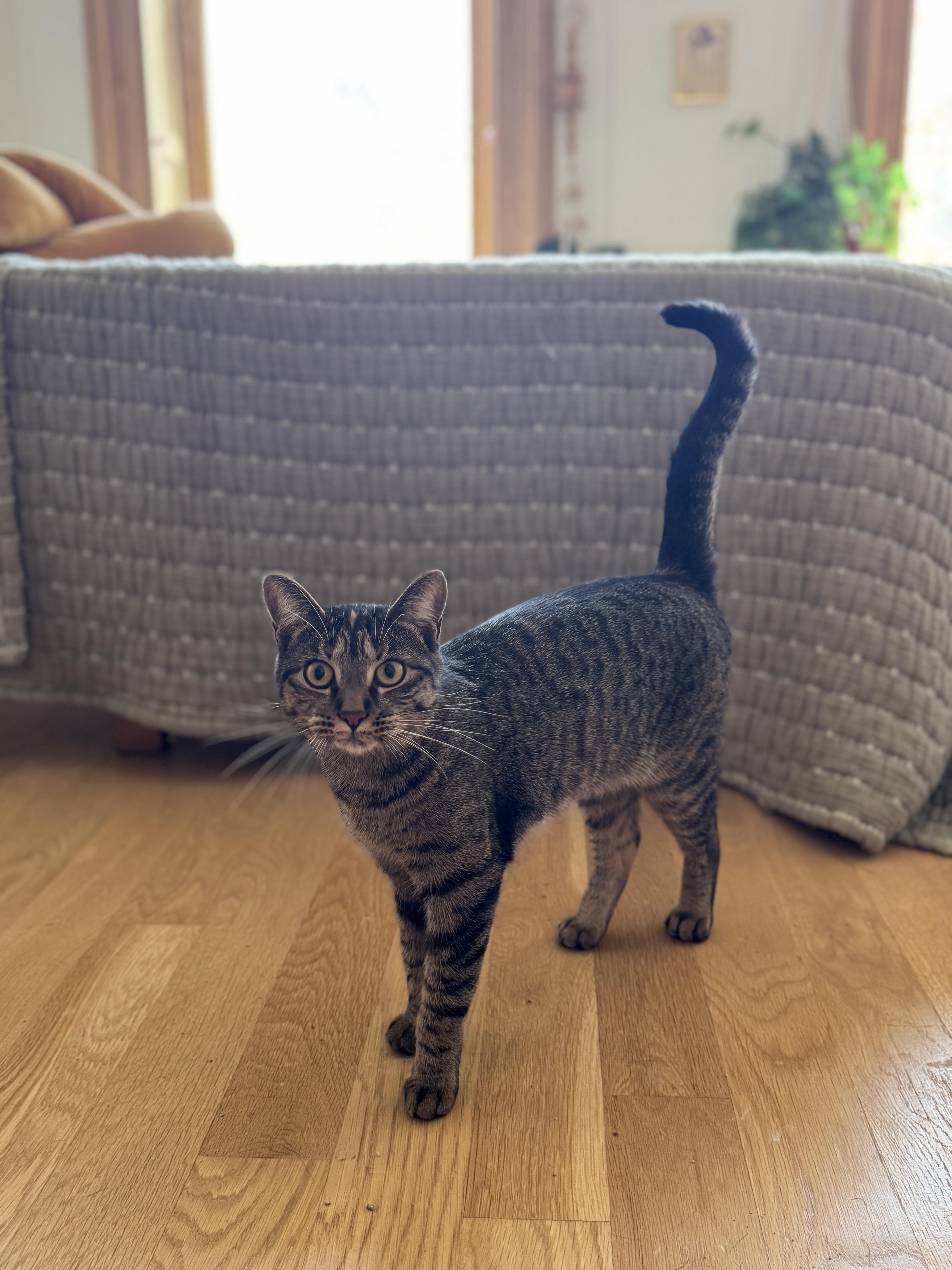 A young medium-sized female Tabby (Brown / Chocolate) Domestic Short Hair cat named Beth for adoption in Brooklyn, NY