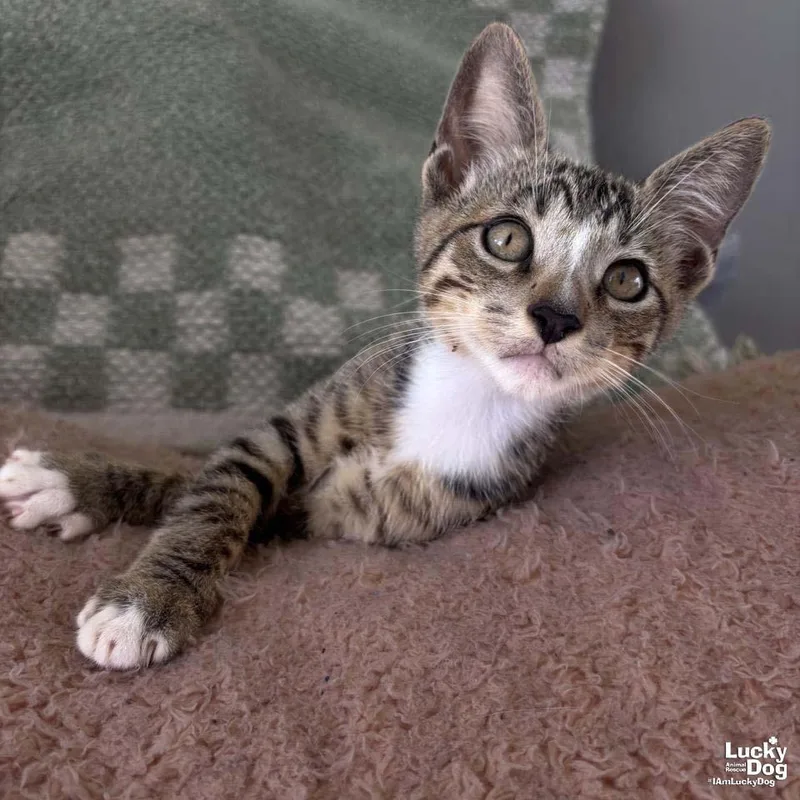 A baby medium-sized male Domestic Short Hair cat named Tiny Rolo for adoption in Washington, DC