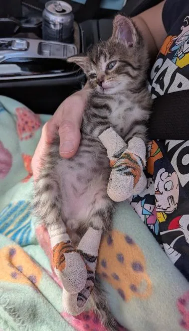 A baby medium-sized male Tabby (Brown / Chocolate) Domestic Short Hair cat named Peaches for adoption in Indianapolis, IN