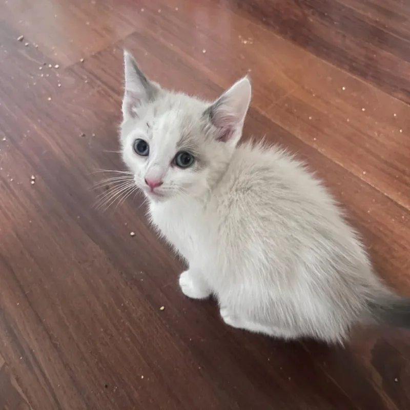 A baby small-sized male Cream / Ivory Domestic Short Hair cat named Lucky Day for adoption in Garden Grove, CA