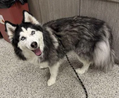 An adult medium-sized male Black Siberian Husky dog named Jethro for adoption in Kansas City, MO