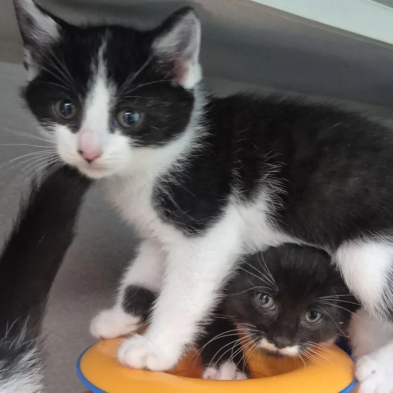 A baby small-sized female Domestic Short Hair cat named Maluma for adoption in Newark, NJ