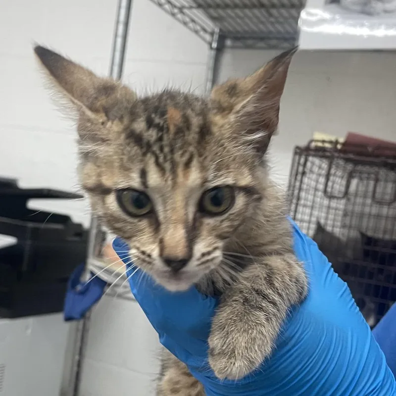 A baby small-sized female Orange / Red Domestic Short Hair cat named Butterfingers for adoption in Edinburg, TX