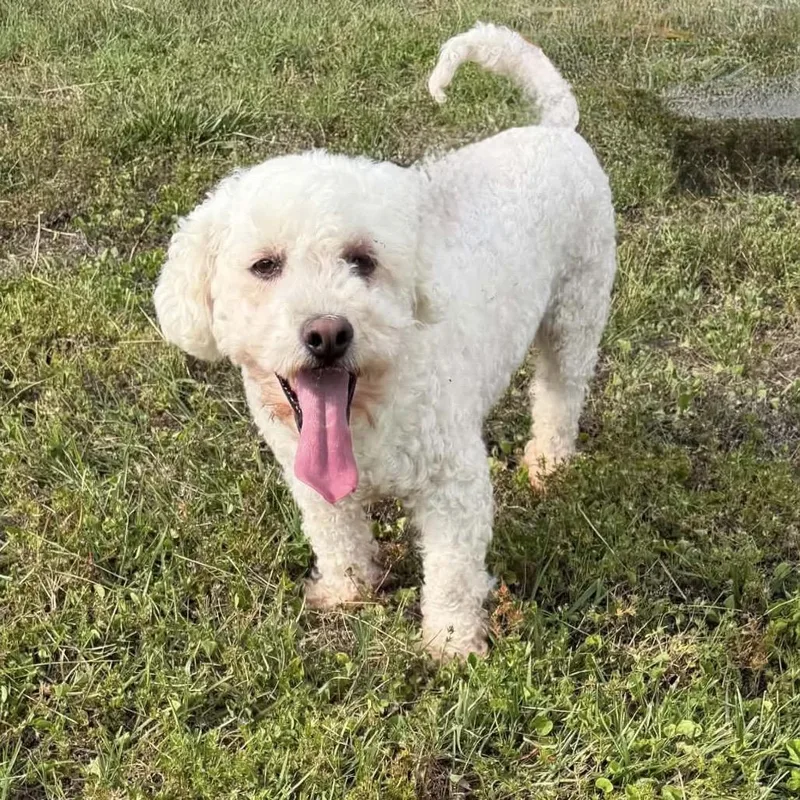 An adult small-sized male Poodle dog named Mylo for adoption in Cumming, GA