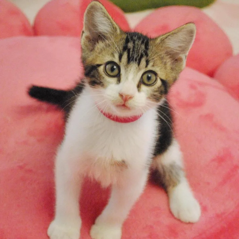 A baby small-sized male White Domestic Short Hair cat named Cassius for adoption in Forest Park, IL
