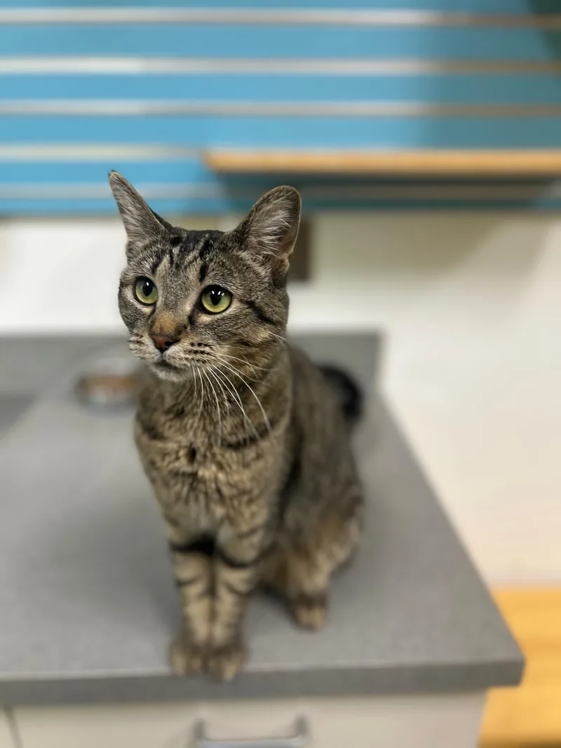 A young medium-sized female Tabby (Gray / Blue / Silver) Domestic Short Hair cat named Gypsy for adoption in Homer, AK