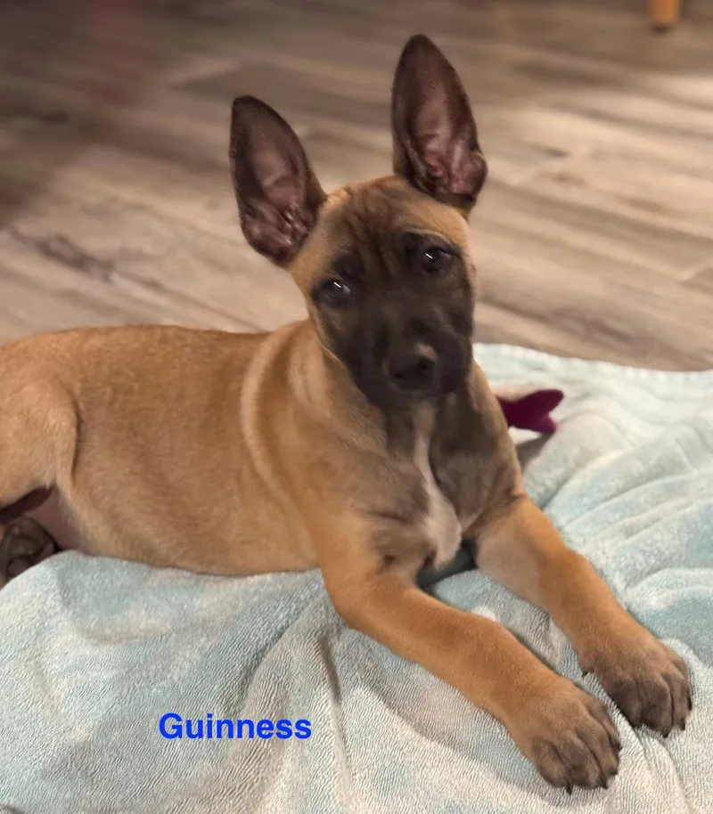 Guinness