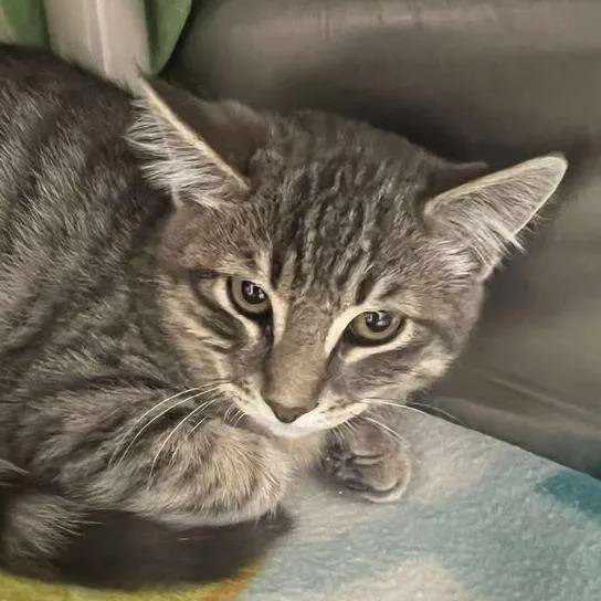 Lil Guapo thumbnail 2