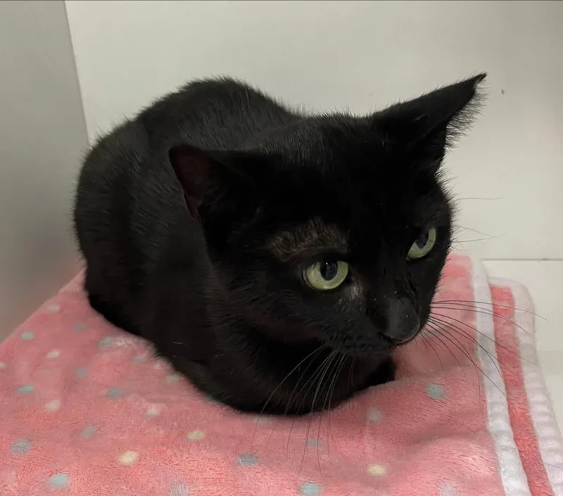 Lil Mama thumbnail 3