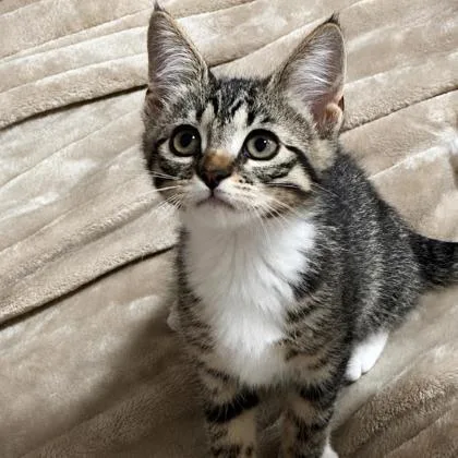 A baby small-sized female Domestic Short Hair cat named Lily for adoption in Elk Grove Village, IL