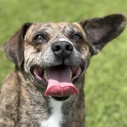 An adult medium-sized male Plott Hound dog named Rowan for adoption in Blairsville, GA
