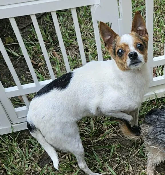 A young small-sized female Chihuahua dog named Penny in LA for adoption in Cranston, RI
