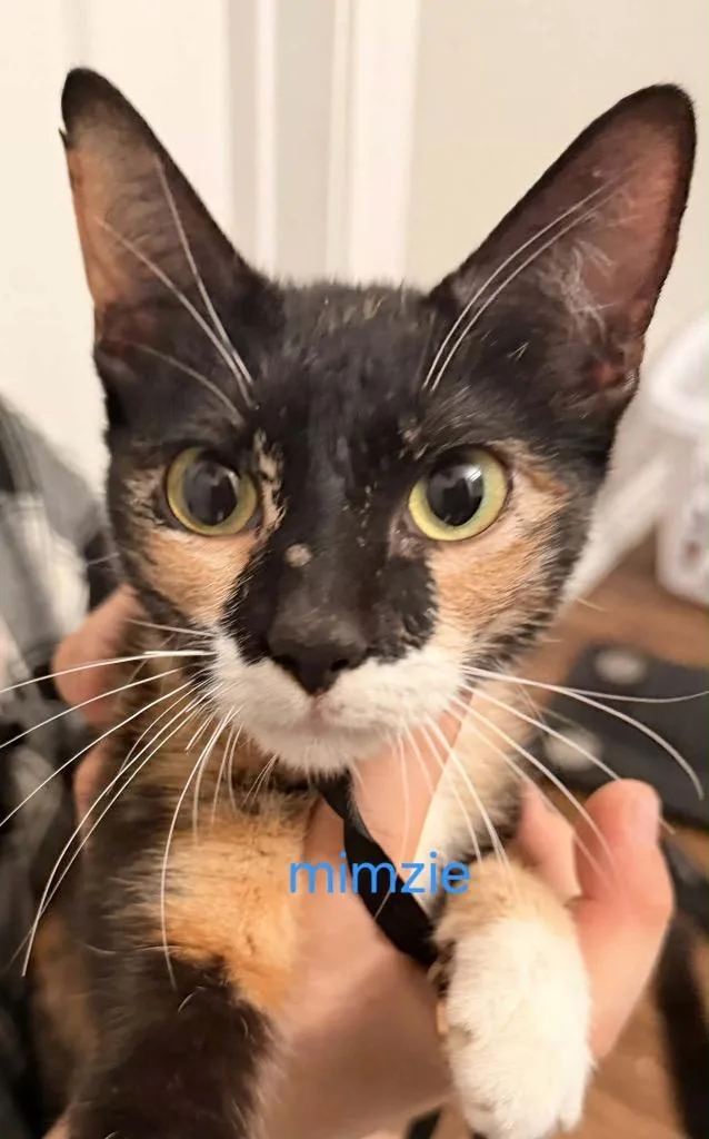 A young medium-sized female Calico cat named Mimsy for adoption in San Antonio, TX