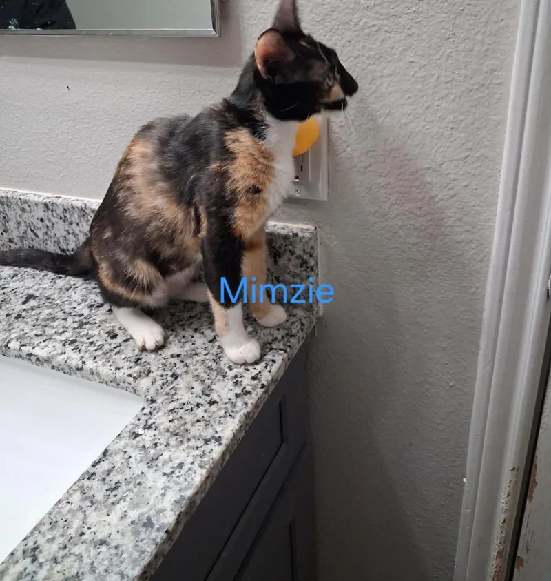 Mimsy thumbnail 2