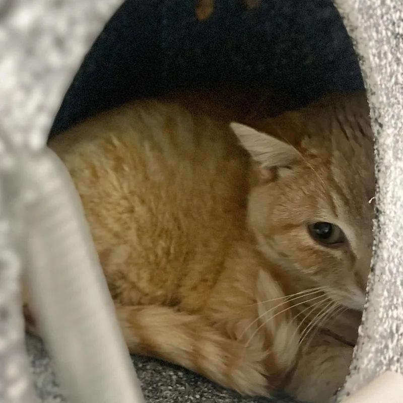 A young medium-sized male Orange / Red Domestic Short Hair cat named Grapefruit for adoption in Salt Lake City, UT