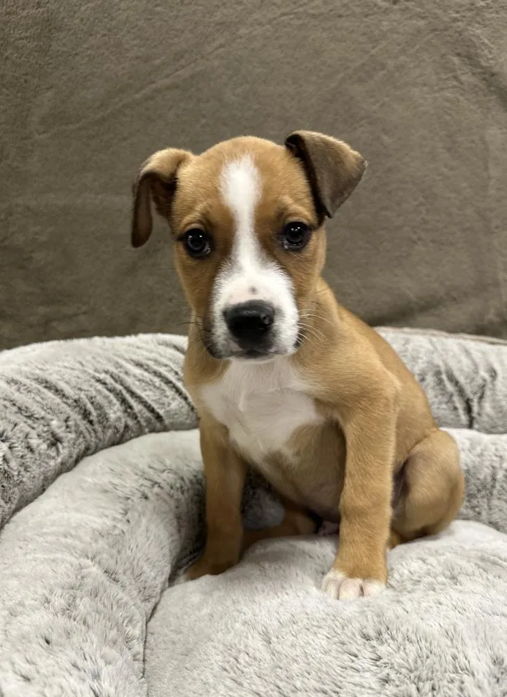 A baby large-sized male White / Cream Pit Bull Terrier dog named Cruller for adoption in Sedalia, CO