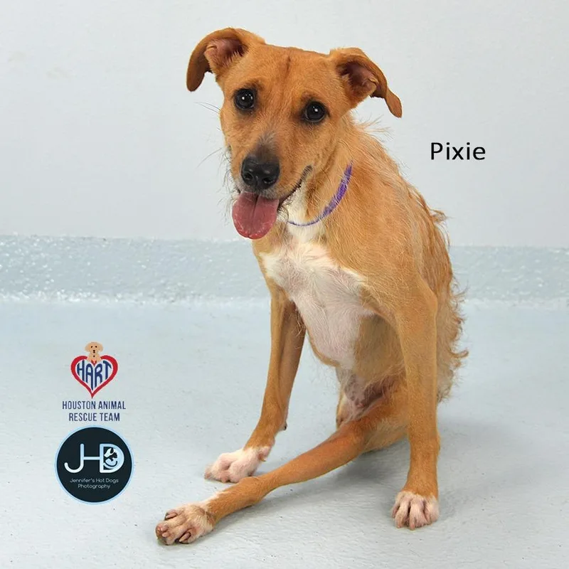 A young small-sized female Chihuahua dog named Pixie for adoption in Hockley, TX