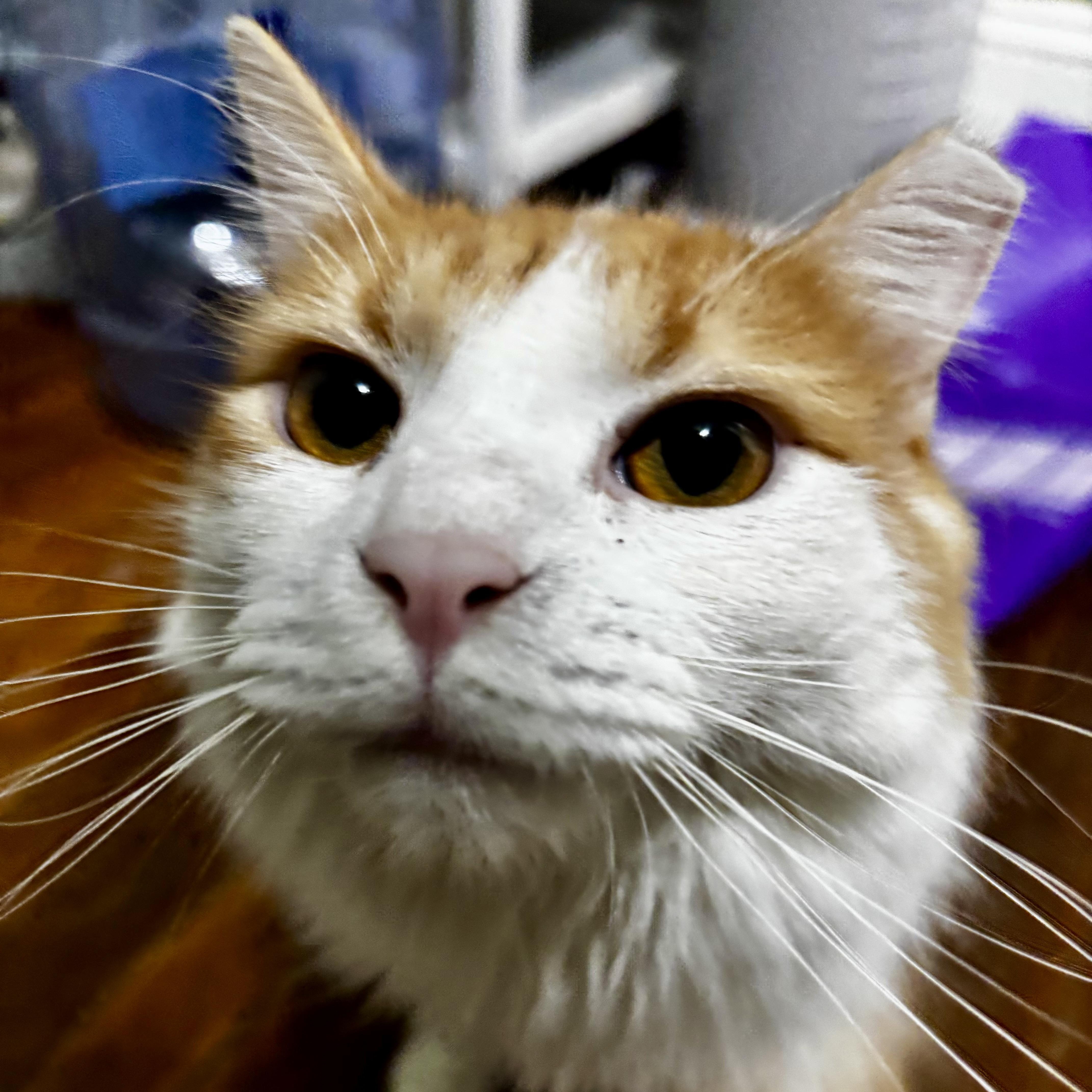 Lancelot thumbnail 2