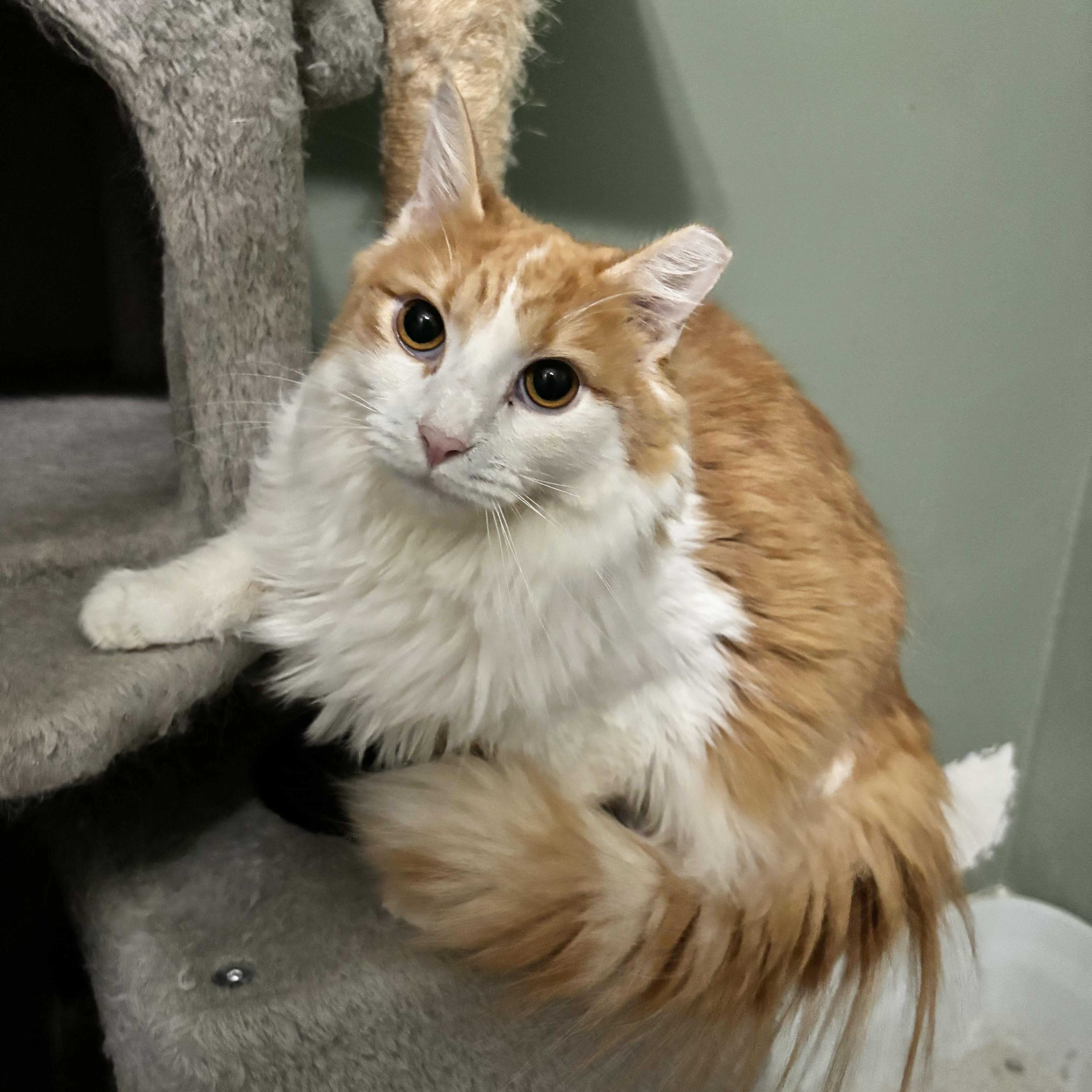 Lancelot thumbnail 3