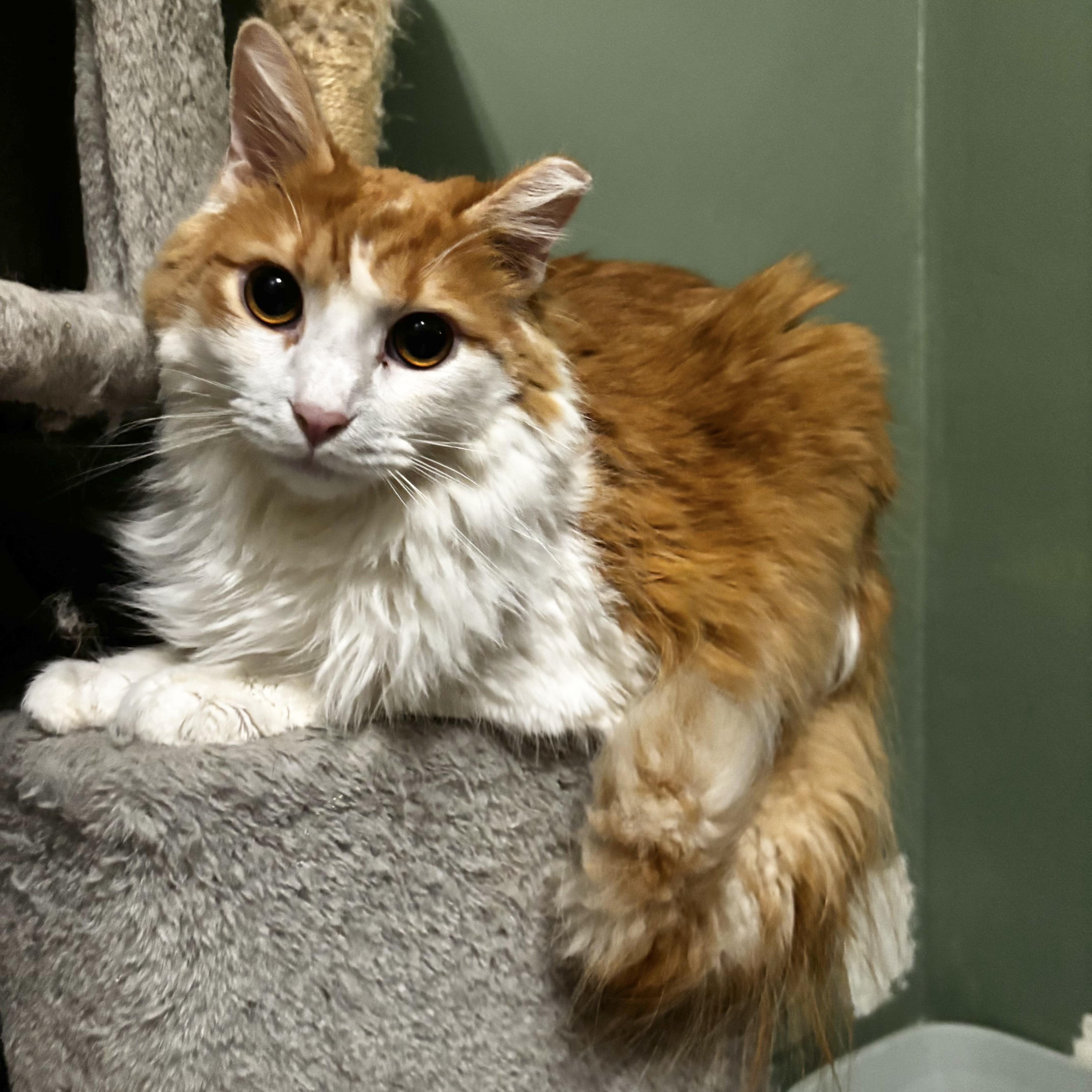 Lancelot thumbnail 4