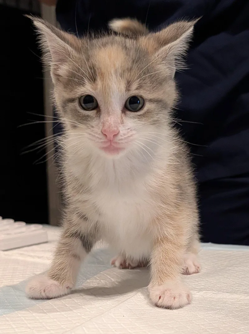 A baby medium-sized female Domestic Short Hair cat named Yelena .. for adoption in Apopka, FL