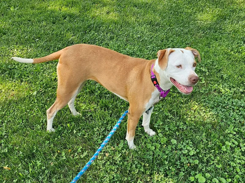 A young medium-sized female Mixed Breed dog named Jade for adoption in Highland, NY