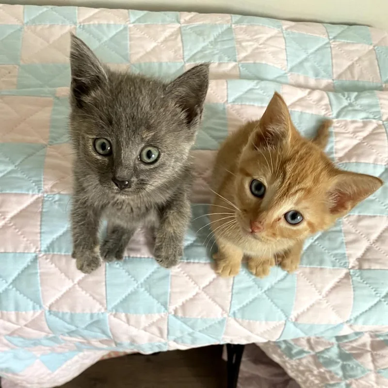 A baby small-sized male Orange / Red Domestic Short Hair cat named Sam for adoption in Walnut Cove, NC