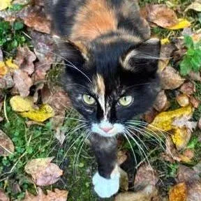 A baby small-sized female Calico Domestic Short Hair cat named Elodie C for adoption in Princeton, MN