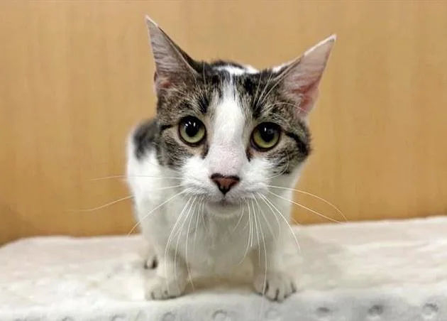 An adult medium-sized male Domestic Medium Hair cat named Houdini for adoption in Saint Louis, MO
