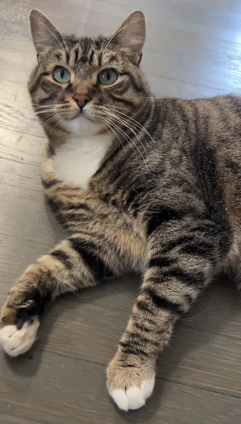 An adult medium-sized female Domestic Short Hair cat named Millie for adoption in Oakland, CA