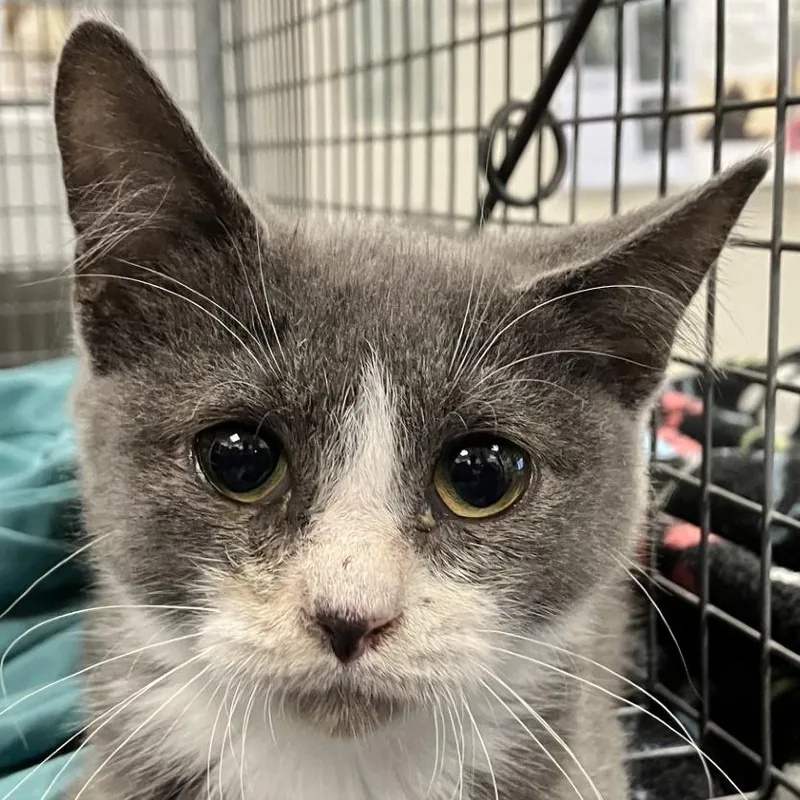 A baby small-sized female Domestic Short Hair cat named 111981 for adoption in Las Cruces, NM