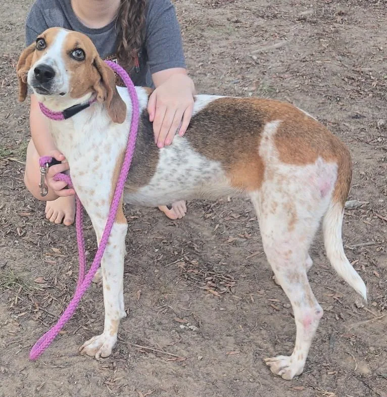 A young medium-sized female Coonhound dog named Darla for adoption in Lexington, MA