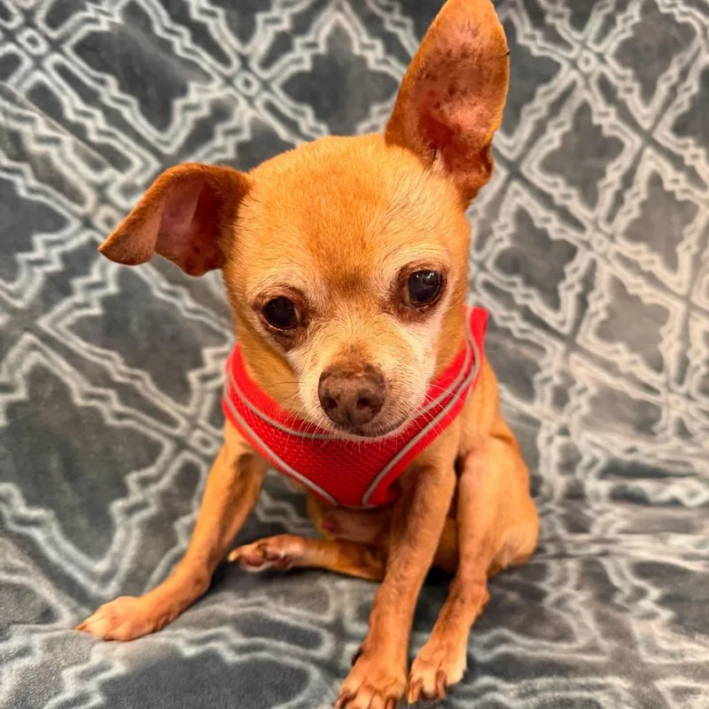 A senior small-sized male Yellow / Tan / Blond / Fawn Chihuahua dog named Ozark for adoption in San Francisco, CA