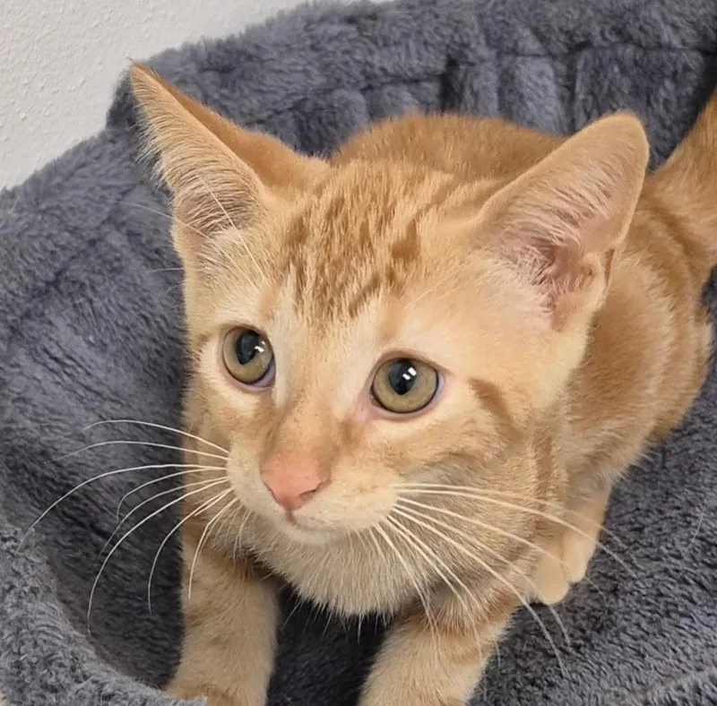 A baby small-sized male Domestic Short Hair cat named Jack for adoption in South Bend, IN