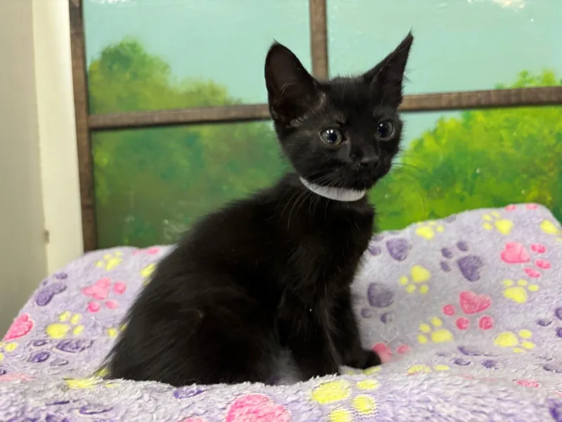 A baby small-sized female Domestic Short Hair cat named Sable for adoption in Houston, TX
