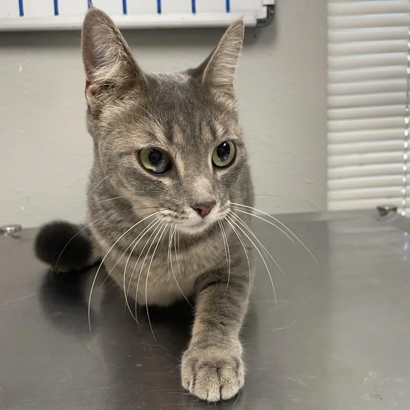 A young medium-sized female Domestic Short Hair cat named Silver for adoption in Laredo, TX
