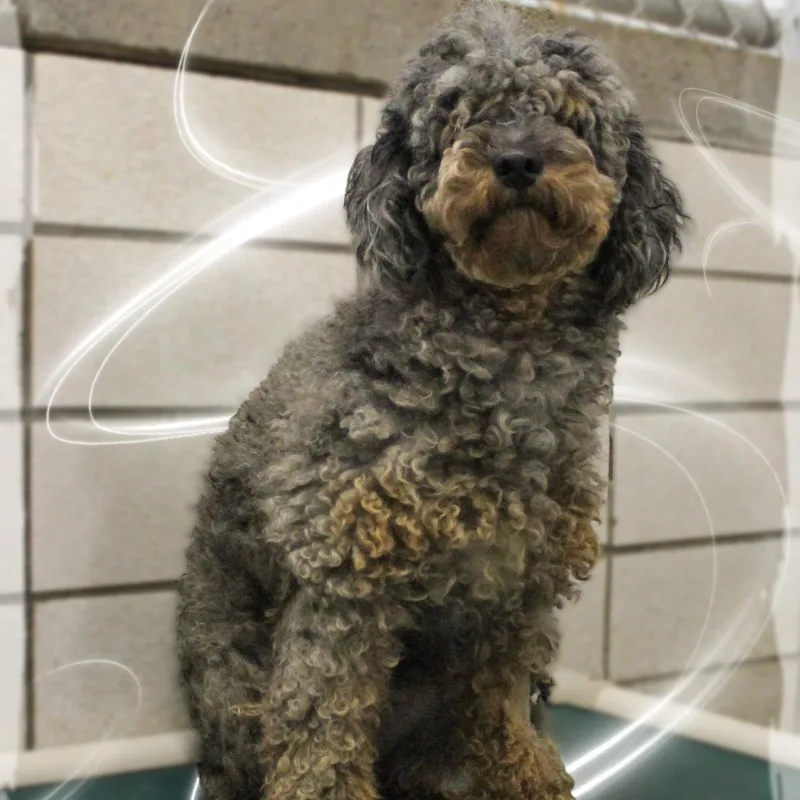 A young medium-sized male Poodle dog named Jax for adoption in Amelia, OH
