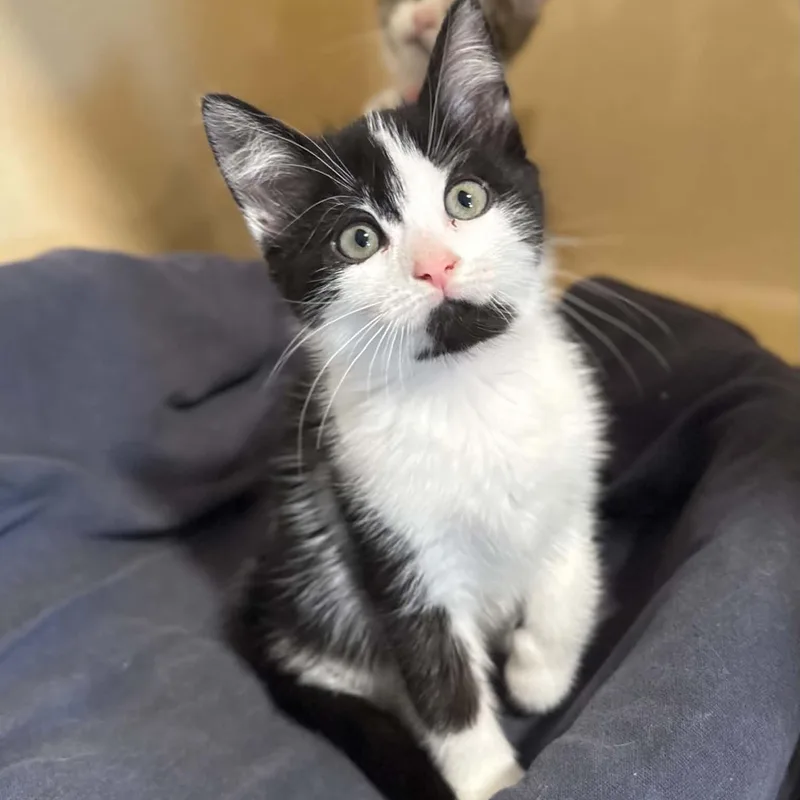 A baby medium-sized female Black Domestic Short Hair cat named Sweetart for adoption in Penn Yan, NY