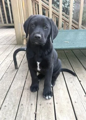 Bear thumbnail 3