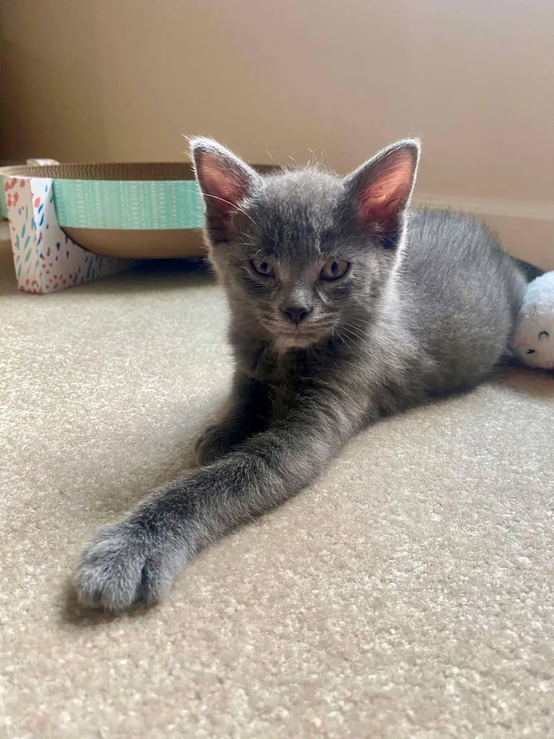 A baby medium-sized male Gray / Blue / Silver Domestic Short Hair cat named Pierre for adoption in Overland Park, KS