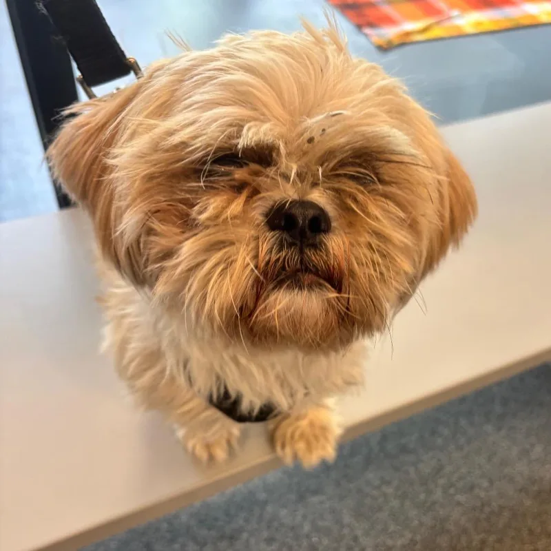 An adult small-sized male Shih Tzu dog named Yardstick for adoption in Allentown, PA