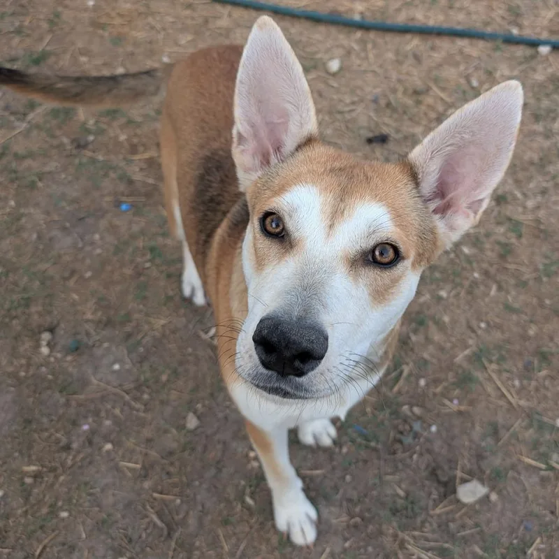 An adult medium-sized female Yellow / Tan / Blond / Fawn Husky dog named Belle for adoption in San Antonio, TX