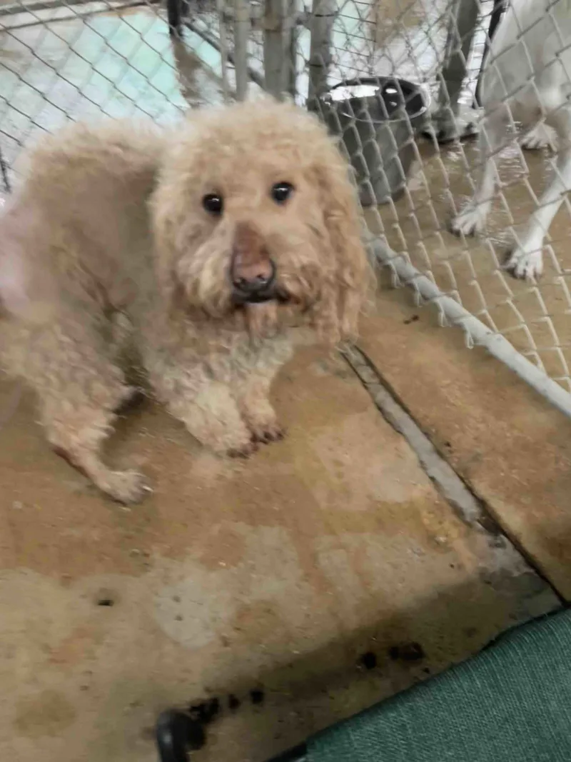 A young medium-sized male Standard Poodle dog named Royal for adoption in Shreveport, LA
