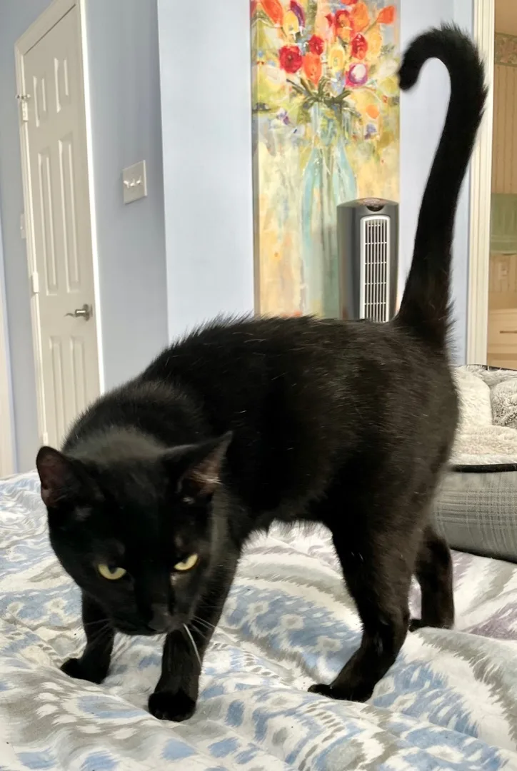 Locket Kuykendahl Petsmart