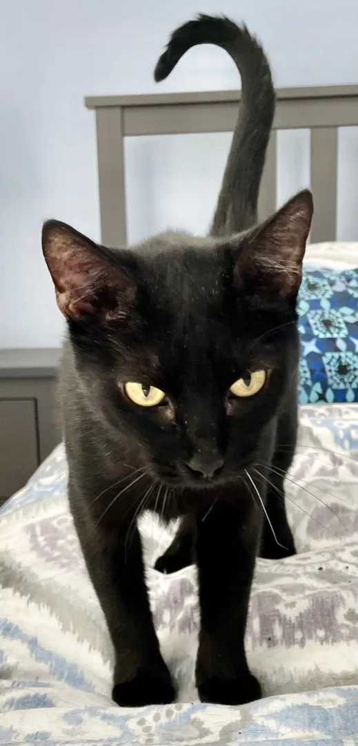 Locket  Kuykendahl Petsmart thumbnail 4
