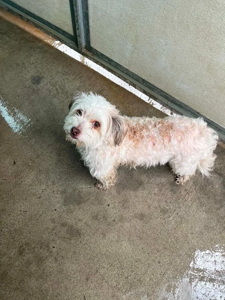 An adult small-sized female Shih Tzu dog named Flower for adoption in Newman, CA