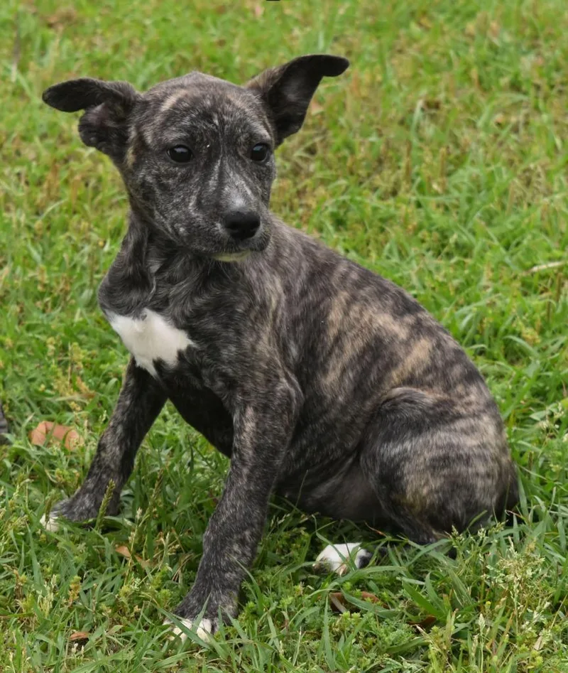 A baby medium-sized female Mixed Breed dog named Replay for adoption in Kingsland, GA