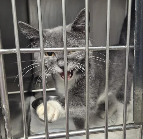 A young medium-sized male Domestic Short Hair cat named Manny for adoption in Decatur, IL