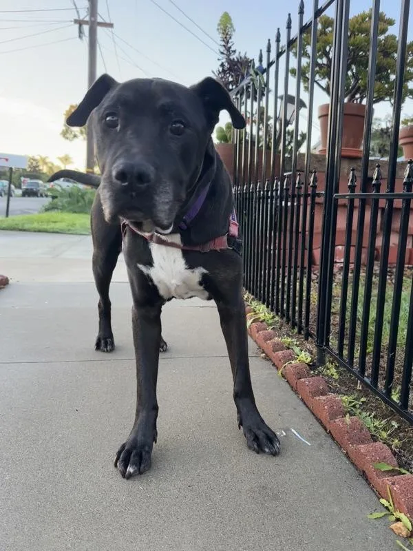 A senior large-sized male Pit Bull Terrier dog named Jovan for adoption in Oceanside, CA