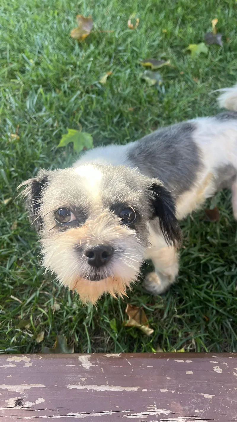 An adult small-sized female Shih Tzu dog named Molly for adoption in New London, WI